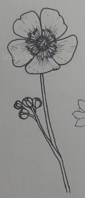 Lineart of a buttercup